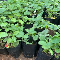 Organik Tüplü 10 Adet Sweet Ann Çilek Fidesi