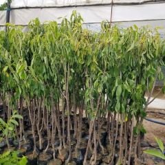 3 Yaş Aşılı Kiraz Fidanı VAN, Torbada