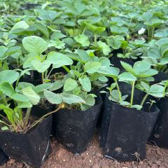 Tüplü 5 Adet Organik Yediveren Çilek Fidesi