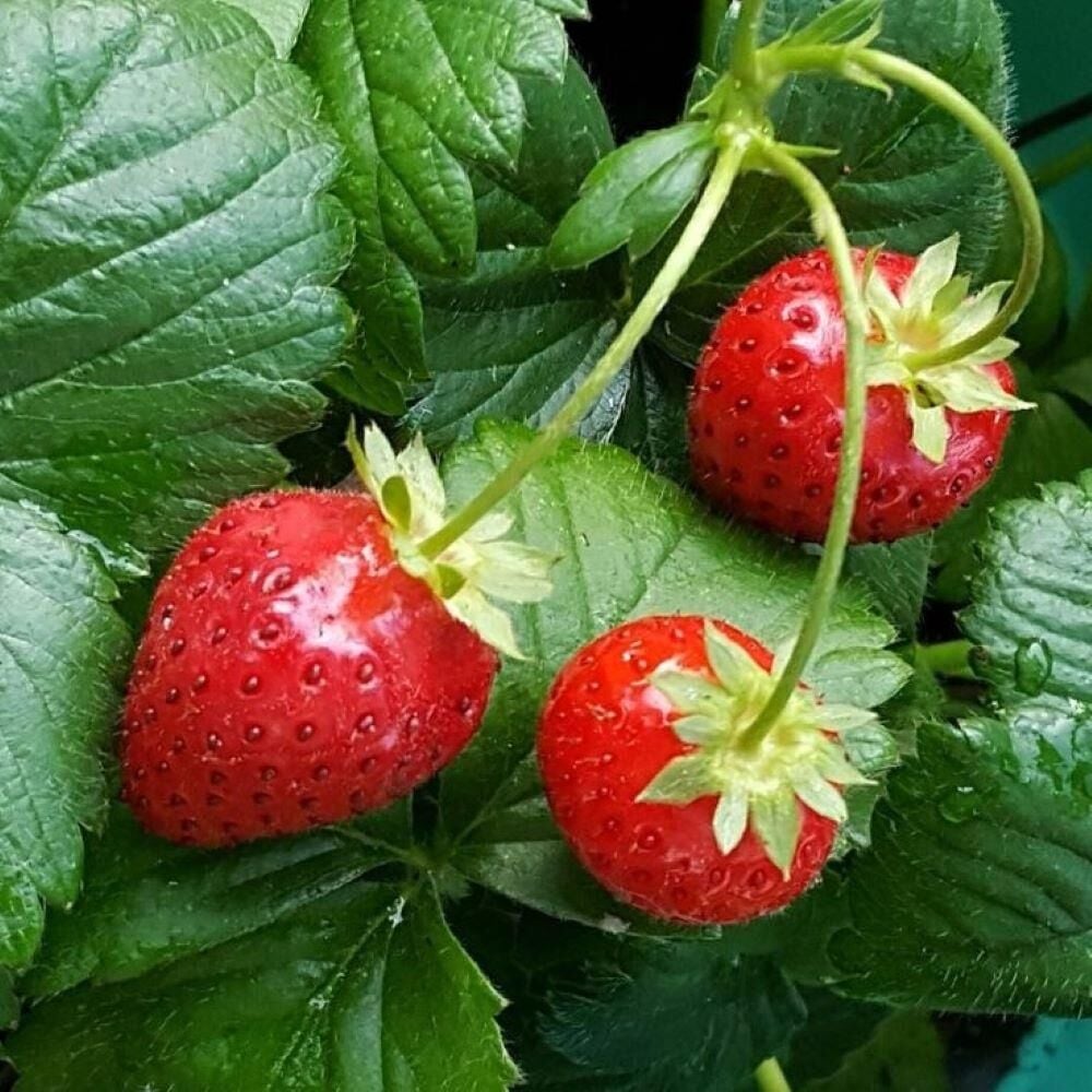 Doğal 10'lu Paket Tüplü Yediveren Çilek Fidesi