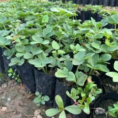 Doğal 10'lu Paket Tüplü Yediveren Çilek Fidesi