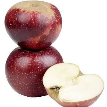 5 Yaş, Aşılı Elma Fidanı ARAP KIZI, Torbada +120 Cm