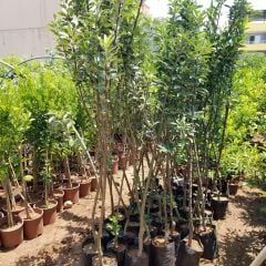 5 Yaş, Aşılı Elma Fidanı ARAP KIZI, Torbada +120 Cm