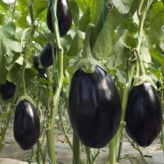 5'li Paket Tüplü Hibrit Topan Patlıcan Fidesi