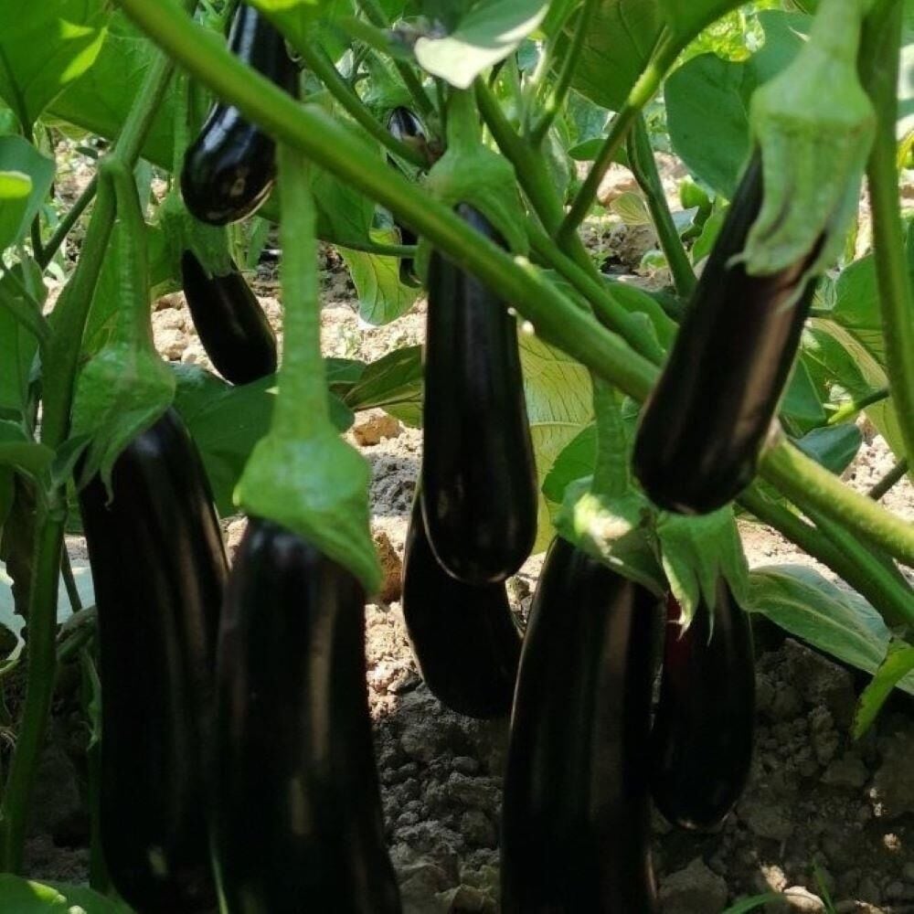 Klasik Tüplü Patlıcan Fidesi (5'li Paket)