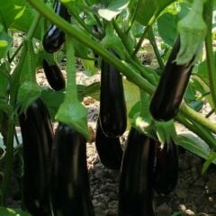 Klasik Tüplü Patlıcan Fidesi (5'li Paket)