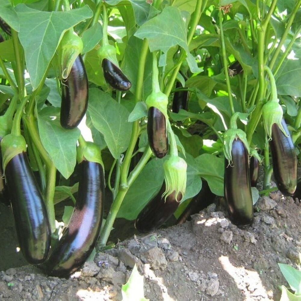 5'li Paket Aydın Siyahı Patlıcan Fidesi (Tüplü)