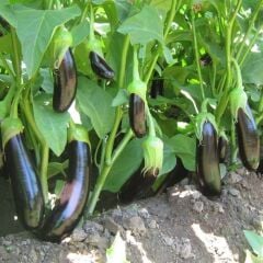 5'li Paket Aydın Siyahı Patlıcan Fidesi (Tüplü)