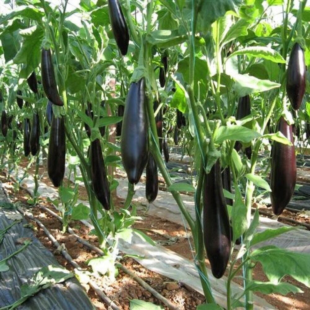 Tüplü 5'li Paket Kemer Patlıcan Fidesi