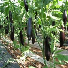 Tüplü 5'li Paket Kemer Patlıcan Fidesi