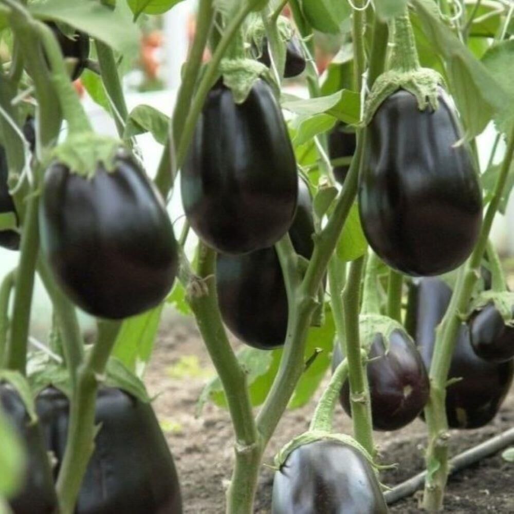 Doğal 5'li Paket Tüplü Topan Patlıcan Fidesi