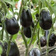 Doğal 5'li Paket Tüplü Topan Patlıcan Fidesi