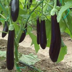 5'li Paket Hibrit Uzun NT-1683 F1  Tüplü Patlıcan Fidesi