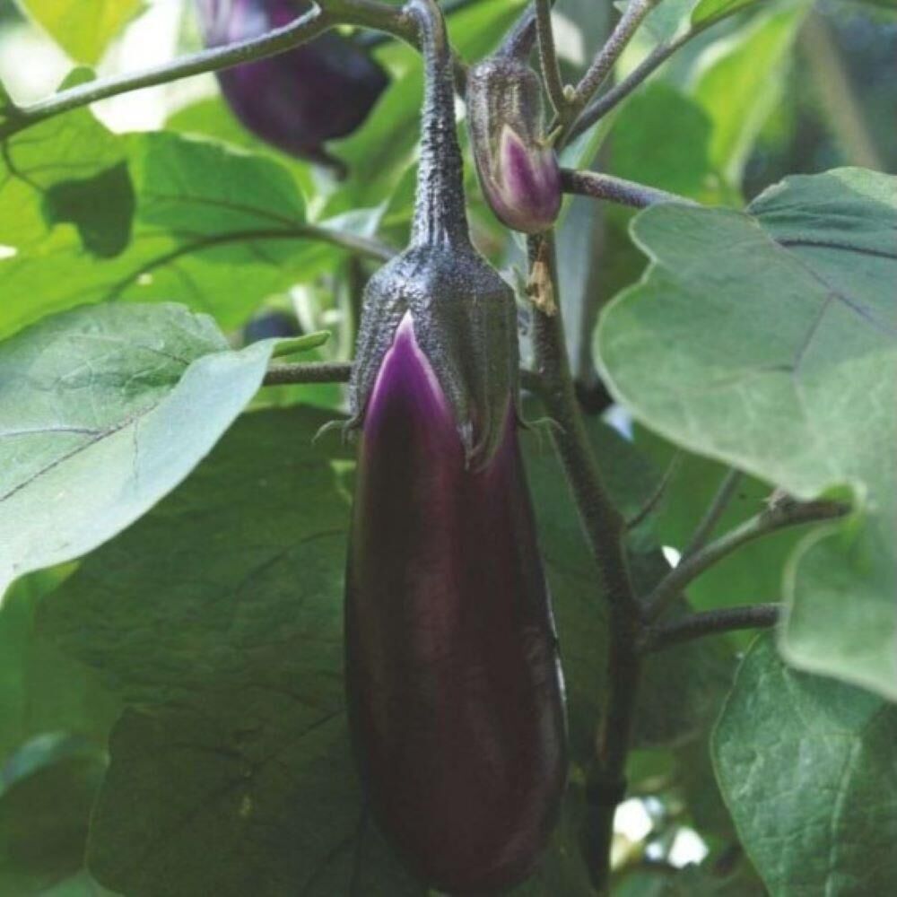 Tüplü 5'li Paket Pala Patlıcan Fidesi