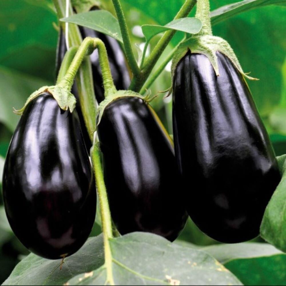 Hibrit 5'li Paket Topan Patlıcan Fidesi