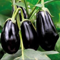 Hibrit 5'li Paket Topan Patlıcan Fidesi