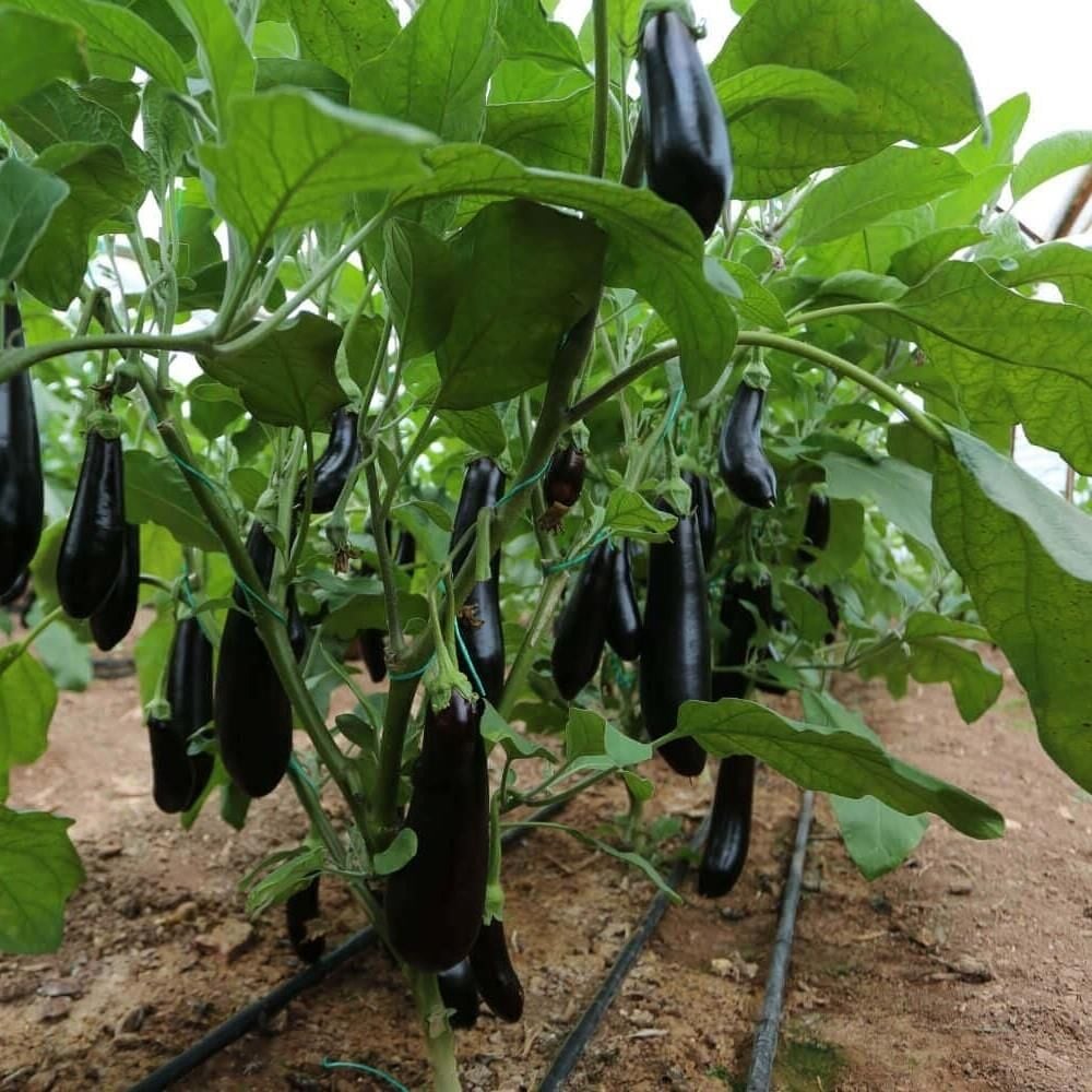 5'li Paket Tüplü Hibrit F1 (Siyah- Açık Tarla) Patlıcan Fidesi
