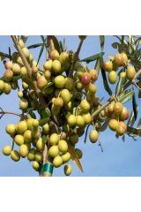 Tüplü Arbequina Bodur İspanyol Zeytin Fidanı 2 Yaş Meyve Verme Durumunda