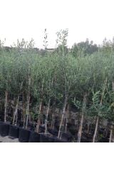 Tüplü Arbequina Bodur İspanyol Zeytin Fidanı 2 Yaş Meyve Verme Durumunda