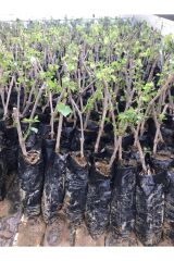 1 Adet Tüplü Üzüm Fidanı(cadı Parmagı) 1 Yaşında Aşılı