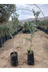 2 ADET GEMLİK TRİLYE  ZEYTİN FİDANI