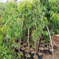 3 Yaş Aşılı Şeftali Fidanı SPRİNG GRASS, Torbada