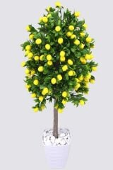 Tüplü Yediveren Limon Ağacı Fidanı