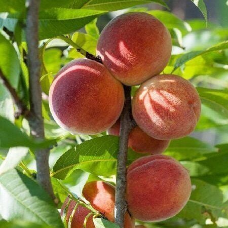 3 Yaş Aşılı Şeftali DIXIRED Fidanı, Torbada