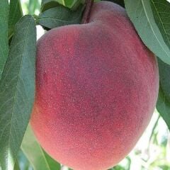 3 Yaş Aşılı Şeftali Fidanı O HENRY, Torbada