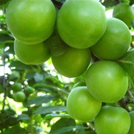 Can Erik Fidanı - Torbalı (Tüplü) 100+ Cm - Her Mevsim Dikilebilir - Meyve Vermeye Hazır Formlu