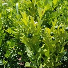 6 Yaş Aşılı Calamondin Süs Mandalinası Fidanı, Saksıda