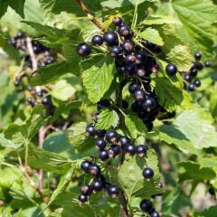 Tüplü Boskoop Giant Cinsi (Siyah) Frenk Üzümü Fidanı