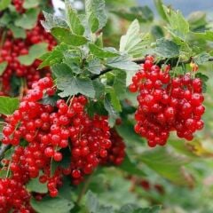 Tüplü RedLake Cinsi (Kırmızı) Frenk Üzümü Fidanı