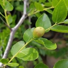 Tüplü Çok İri Taneli Aşılı Hünnap Fidanı(Meyve Verir Yaşta)