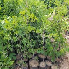 Tüplü Çok İri Taneli Aşılı Hünnap Fidanı(Meyve Verir Yaşta)