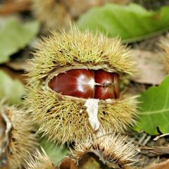 Tüplü Tahta Cinsi Balıkesir Kestane Fidanı