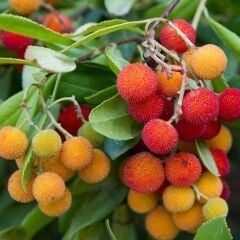 5 Adet 3 Yaş Tüplü KocaYemiş (Dağ Çileği) Fidanı(Meyve Verir Yaşta)