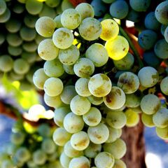 Semillion Kokulu Üzüm Fidanı