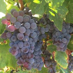 3-5 Metre Boyda Hevenklik Mor Bulut Üzümü Fidanı