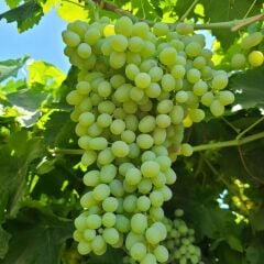 3-5 Metre Boyda Thomson Çekirdeksiz Üzüm Fidanı