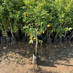 4 Yaş Aşılı Nagami Kamkat Süs Portakalı Fidanı, (Tüplü)