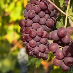 3-5 Metre Boyda Yöresel Foça Karası Cinsi Üzüm Fidanı