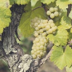 3-5 Metre Boyda Clariette Blanch Cinsi Üzüm Fidanı