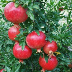 Tüplü Erkenci Özel Göksu Nar Fidanı