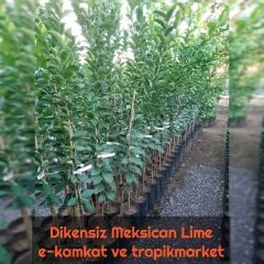 5 Yaş Aşılı Dikensiz Mexican Lime Limon Fidanı, Torbada