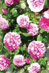 Tüplü Aşılı Yediveren Mahideevran Kokulu Sarmaşık Gül Fidanı