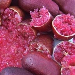 5 Yaş Aşılı Finger Lime MIA ROSE, Torbada