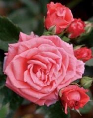 Tüplü Aşılı Candy Yavruağzı Kokulu Yediveren Gül Fidanı