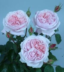 Tüplü Aşılı Sweet Antike Yediveren Gül Fidanı