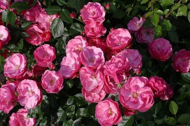 Tüplü Aşılı Yediveren Pembe Renkli Angele Gül Fidanı